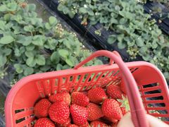 -胜丰草莓采摘园