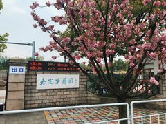 -嘉定紫藤园