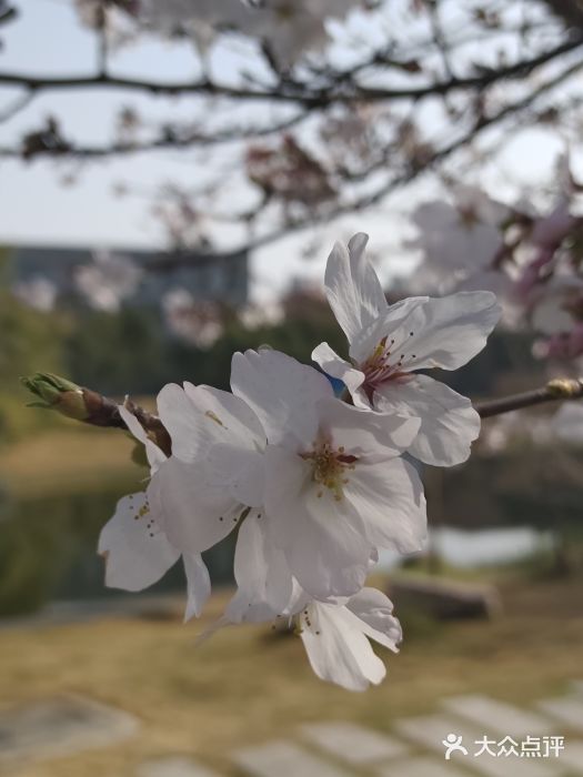 同济大学(嘉定校区)图片