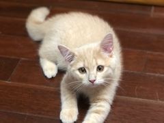 -东方名猫馆·英短金渐层布偶猫舍(环线广场1号楼店)