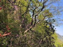 -洛阳白云山景区