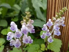 -广州神农草堂中医药博物馆
