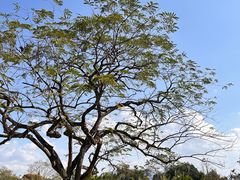 -中国科学院西双版纳热带植物园