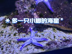 -海合安天津极地海洋公园