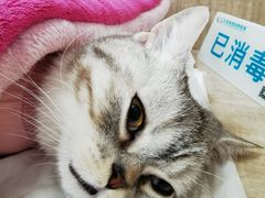 -北京观赏动物医院·24小时大型综合·猫专科·异宠专科