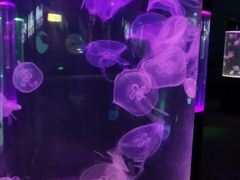 -苏州海洋馆