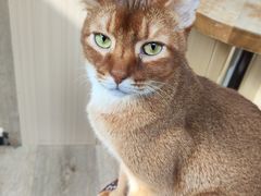 -MOCHA明星猫咖(田子坊店)