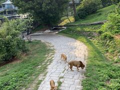 -深圳野生动物园