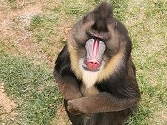 -西霞口神雕山野生动物世界