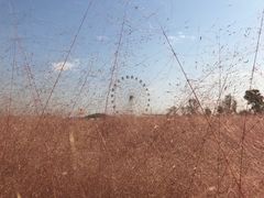 -金卉庄园