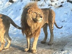 -石家庄市动物园