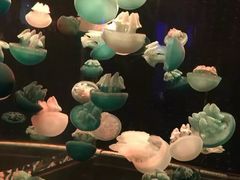 -多彩贵州城极地海洋世界