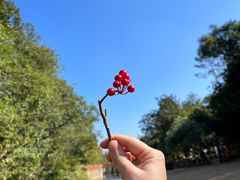 -广州白江湖森林公园