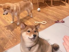 -柴务处·柴犬主题狗咖