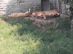 -西安秦岭野生动物园