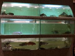 -君悦酒店·1881·北京烤鸭