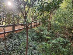 -上海佘山国家森林公园天马山园