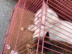 -心仪动物医院·牙专科·肿瘤·心脏科(西客站院)