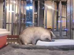 -1013 PET SHOP 宠物商店(近铁城市广场店)