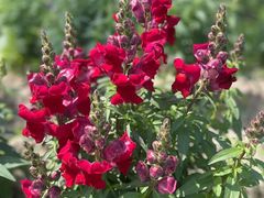 -春花秋色城市公园