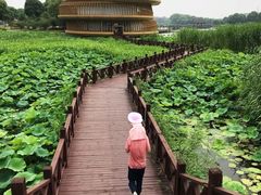 -荷塘月色湿地公园·向阳花洲