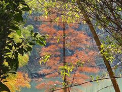 -广州白江湖森林公园