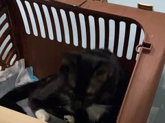 -纳吉亚猫专科动物医院·北北分院