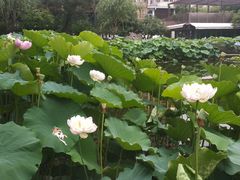 -陈家山荷花公园