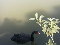 -茵特拉根酒店·西餐厅