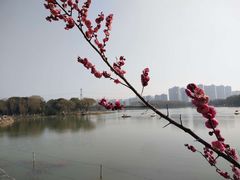 -昆山城市生态森林公园