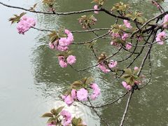 -青枫公园