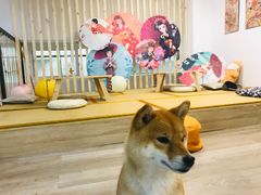 -柴迷FANS CLUB·柴犬狗咖·猫咖