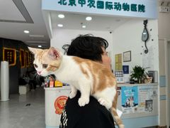 -中农国际动物医院24小时·猫科·骨科·急重症中心