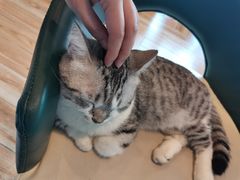 -遇见羊驼·奶狗咖·布偶猫咖·法斗柯基柴犬阿拉斯加(春熙路太古里IFS店)