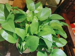 -九龙大酒店·金牌楚菜(武泰闸店)