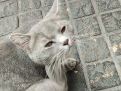 -猫岛主趣味餐厅(鼓浪屿店)