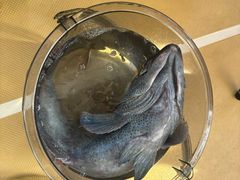 -小猫钓鱼海钓俱乐部(椰梦长廊店)