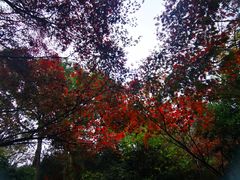 -紫金山山顶公园