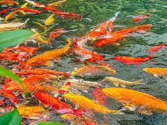 -新世纪大酒楼·30年南海菜
