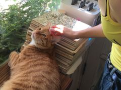 -海边的猫和咖啡馆