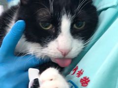 -北京观赏动物医院·24小时大型综合·猫专科·异宠专科