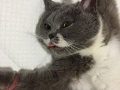 -灵美宠物诊所