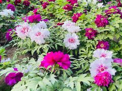 -莲花池公园