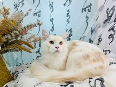 -爱洗澡的猫(望京店)