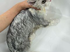 -爱洗澡的猫(天河路店)