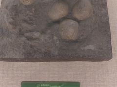-珠海市博物馆