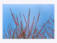 -香雪海