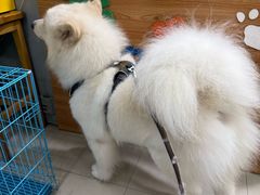 -酷狗靓猫宠物·洗护·美容·寄养(航北路店)
