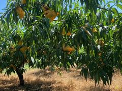 -南汇新场正宗水蜜桃采摘