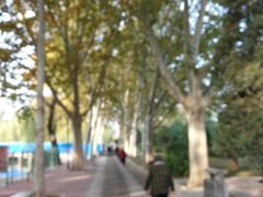 -黄村公园